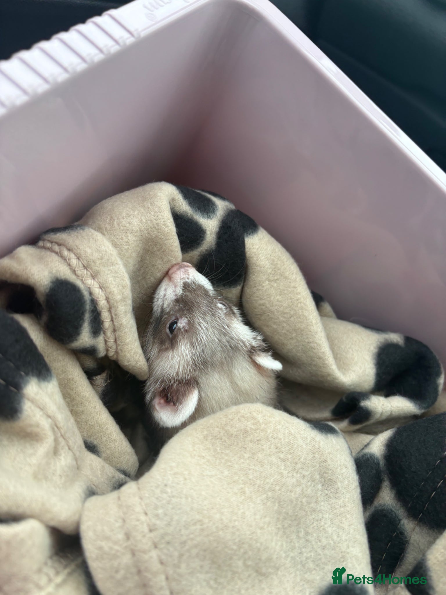 Ferret rodents for sale: Male ferret 9 weeks old  in Rotherham - Advert 1