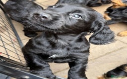 Cocker Spaniel dogs for sale: KC registered working cocker spaniel puppies - Image 6