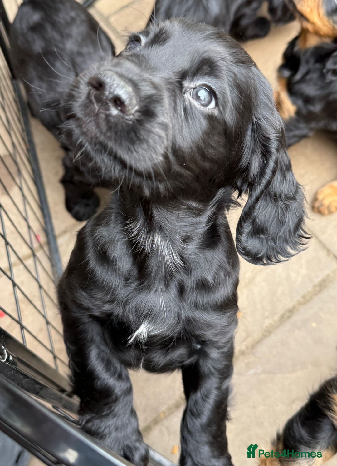 Cocker Spaniel dogs for sale: KC registered working cocker spaniel puppies - Image 6
