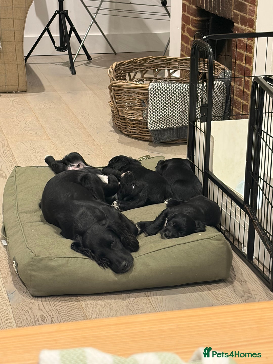 Cocker Spaniel dogs for sale: Working Cocker Spaniel Boy - Advert 2