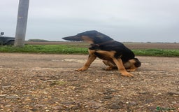 Mixed Breed dogs for sale: Reggie - Image 4