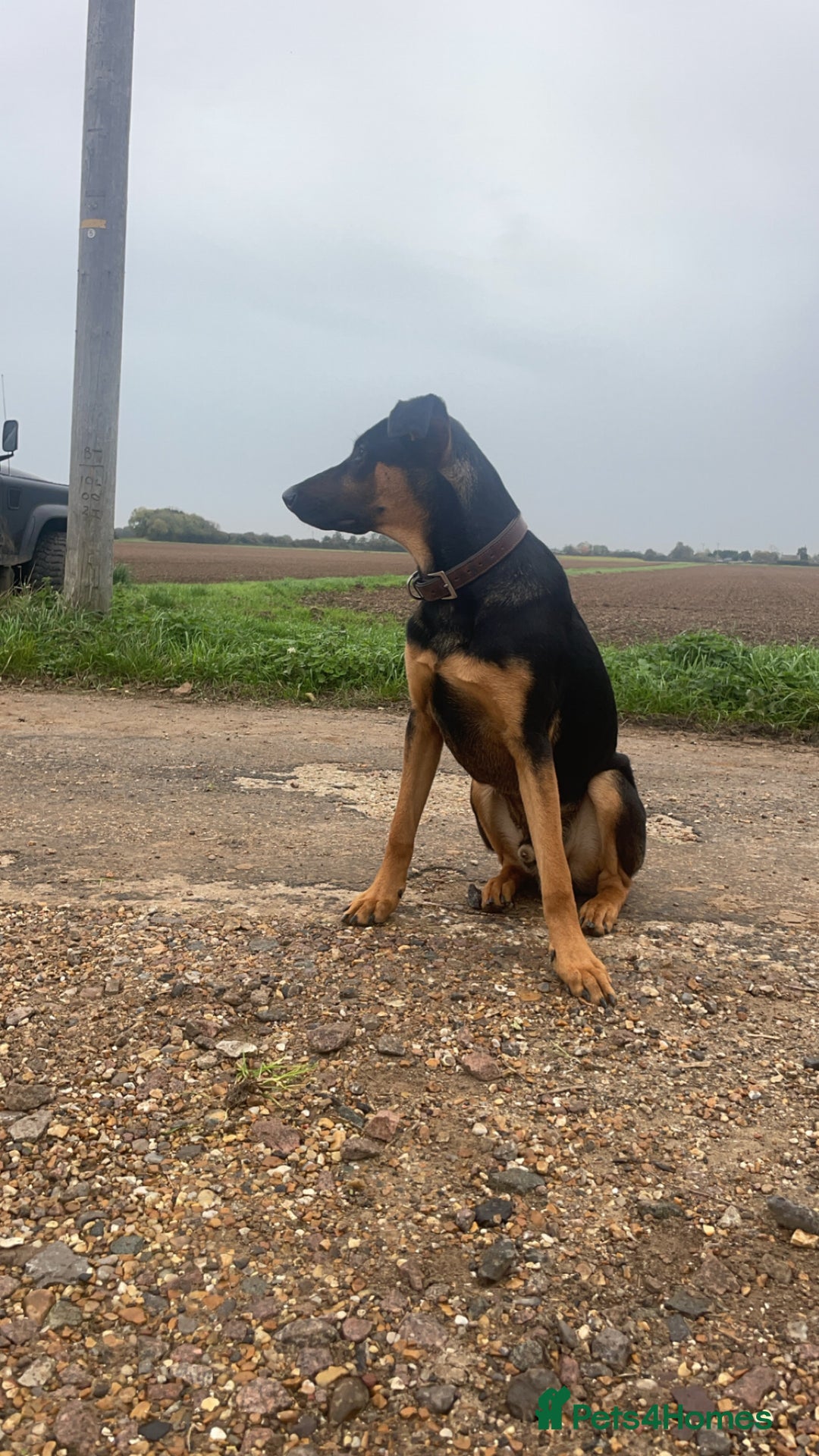 Mixed Breed dogs for sale: Reggie - Image 4