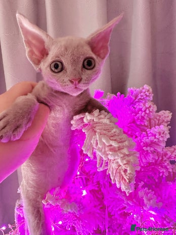 Devon Rex cats - Advert 4