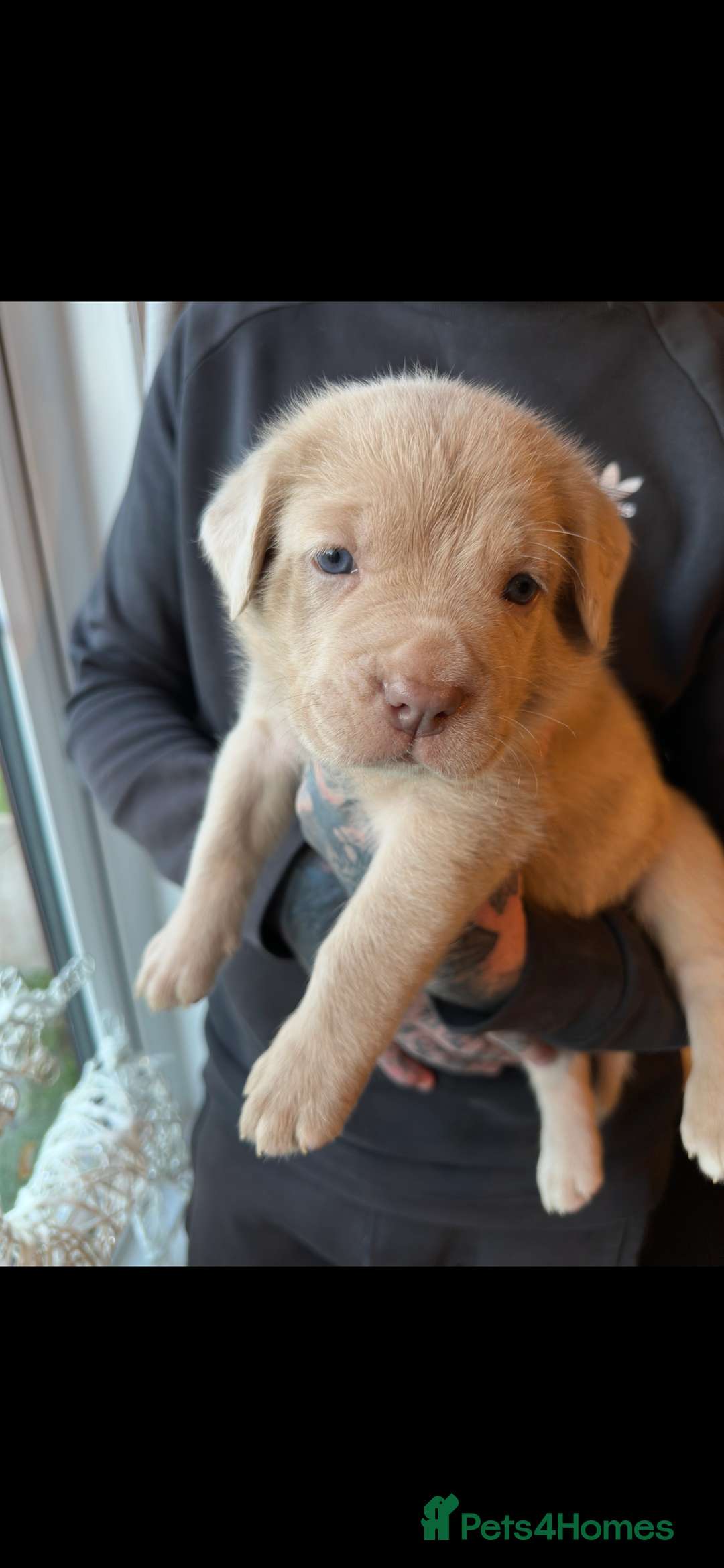 Mixed Breed dogs for sale: Presa X Neo puppies - Advert 2