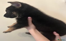 German Shepherd dogs for sale: Adorable litter of 6 puppies  - Advert 11