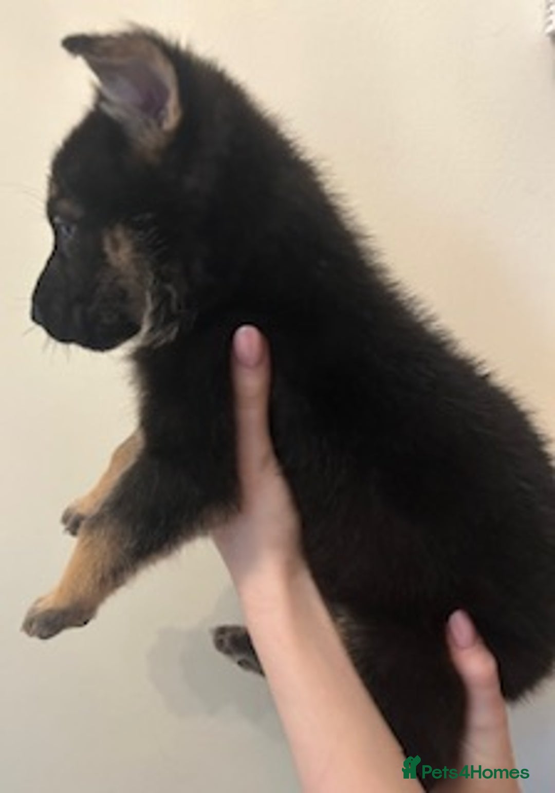 German Shepherd dogs for sale: Adorable litter of 6 puppies  - Advert 11