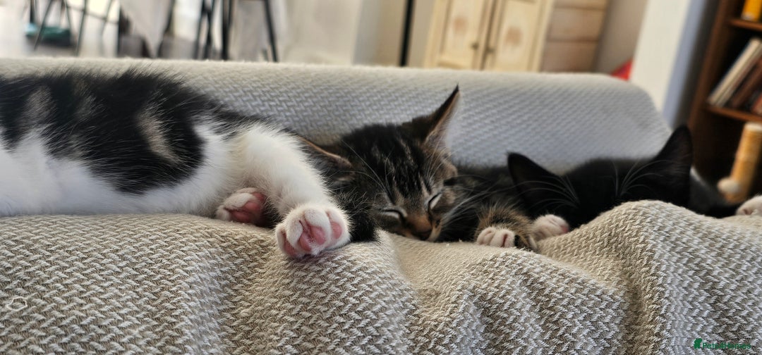 Mixed Breed cats for sale: Beautiful friendly kitties 💖 ready for homes 💕 - Image 23