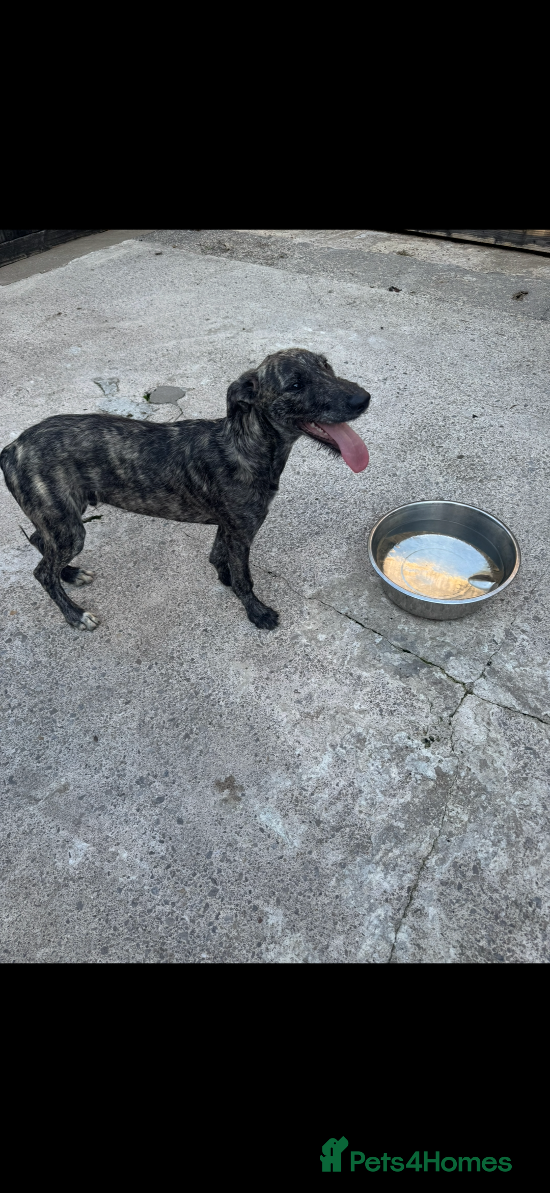 Lurcher dogs for sale: Saluki greyhound x collie greyhound  - Image 8