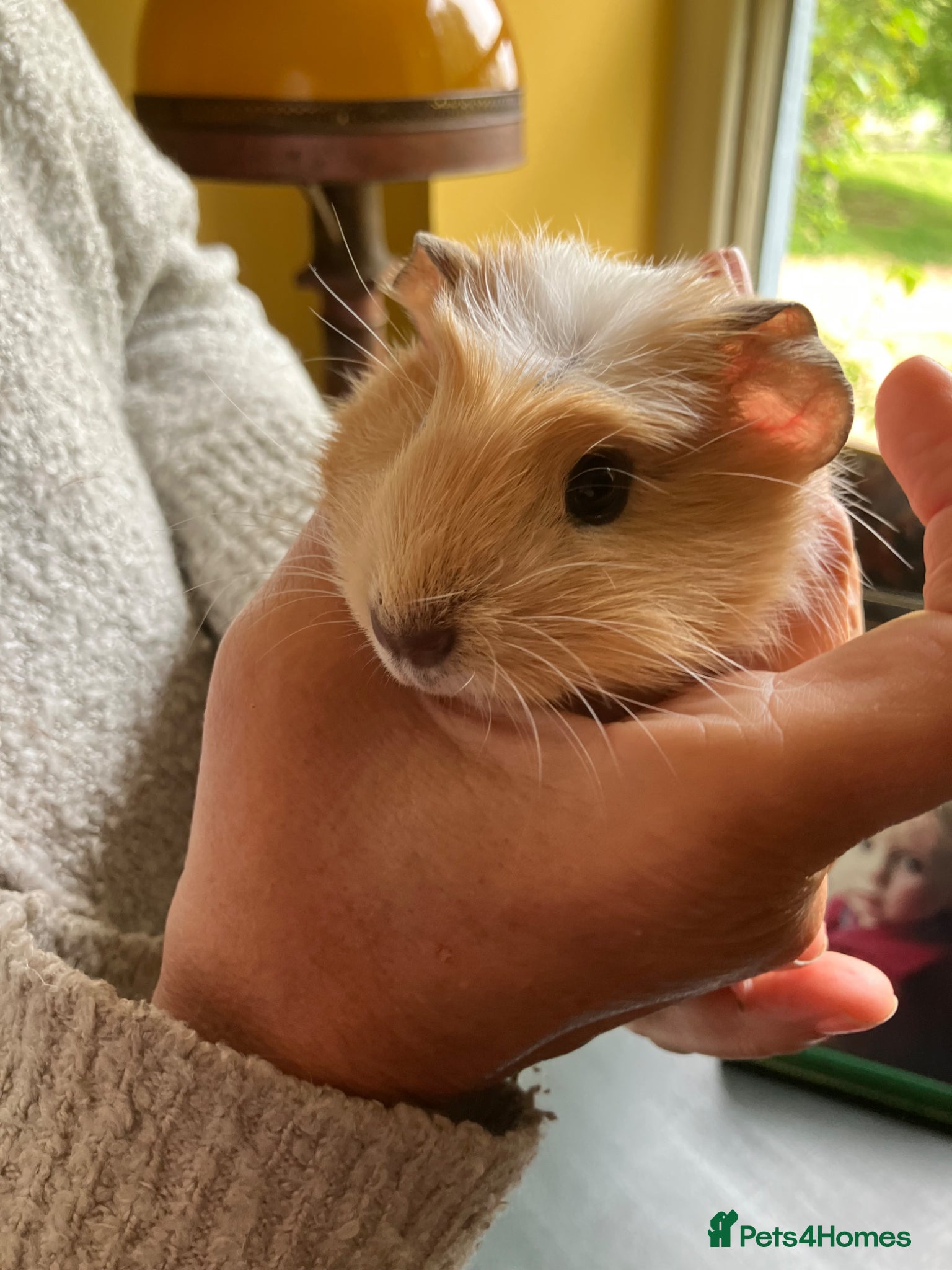 Guinea Pig rodents Gorgeous male Guinea Pig - Advert 8
