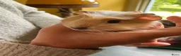 Guinea Pig rodents for sale: Gorgeous male Guinea Pig - Advert 2