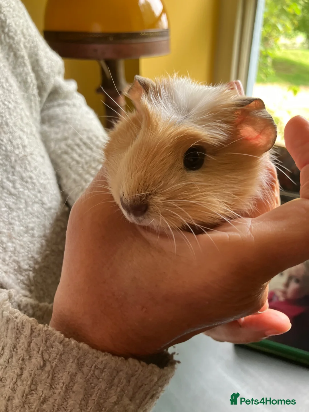 Guinea Pig rodents for sale: Gorgeous male Guinea Pig - Advert 2