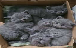 British Shorthair cats for stud: 3xB BIG BSH BOY 7kg  - Image 5