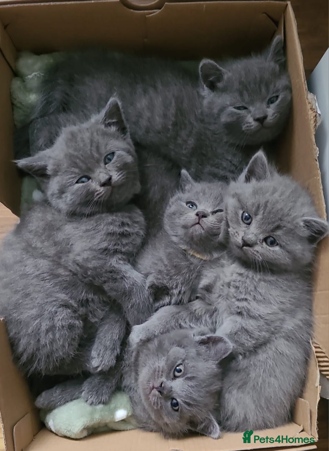 British Shorthair cats for stud: 3xB BIG BSH BOY 7kg  - Image 5