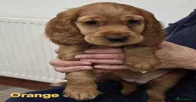 Cocker Spaniel dogs - Advert 7