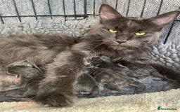 Maine Coon cats for sale: Maine Coon Kittens - Image 4