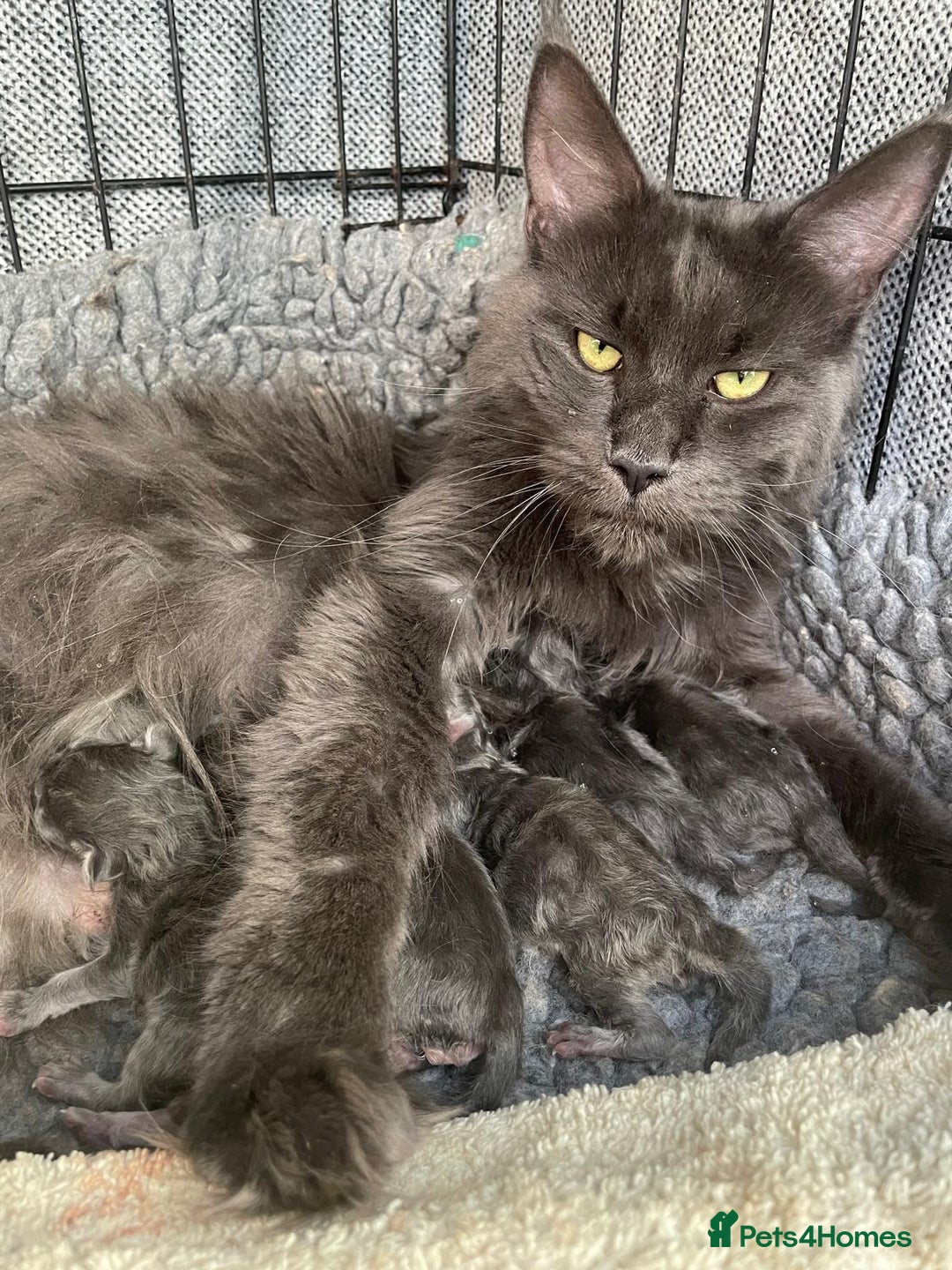 Maine Coon cats for sale: Maine Coon Kittens - Image 4