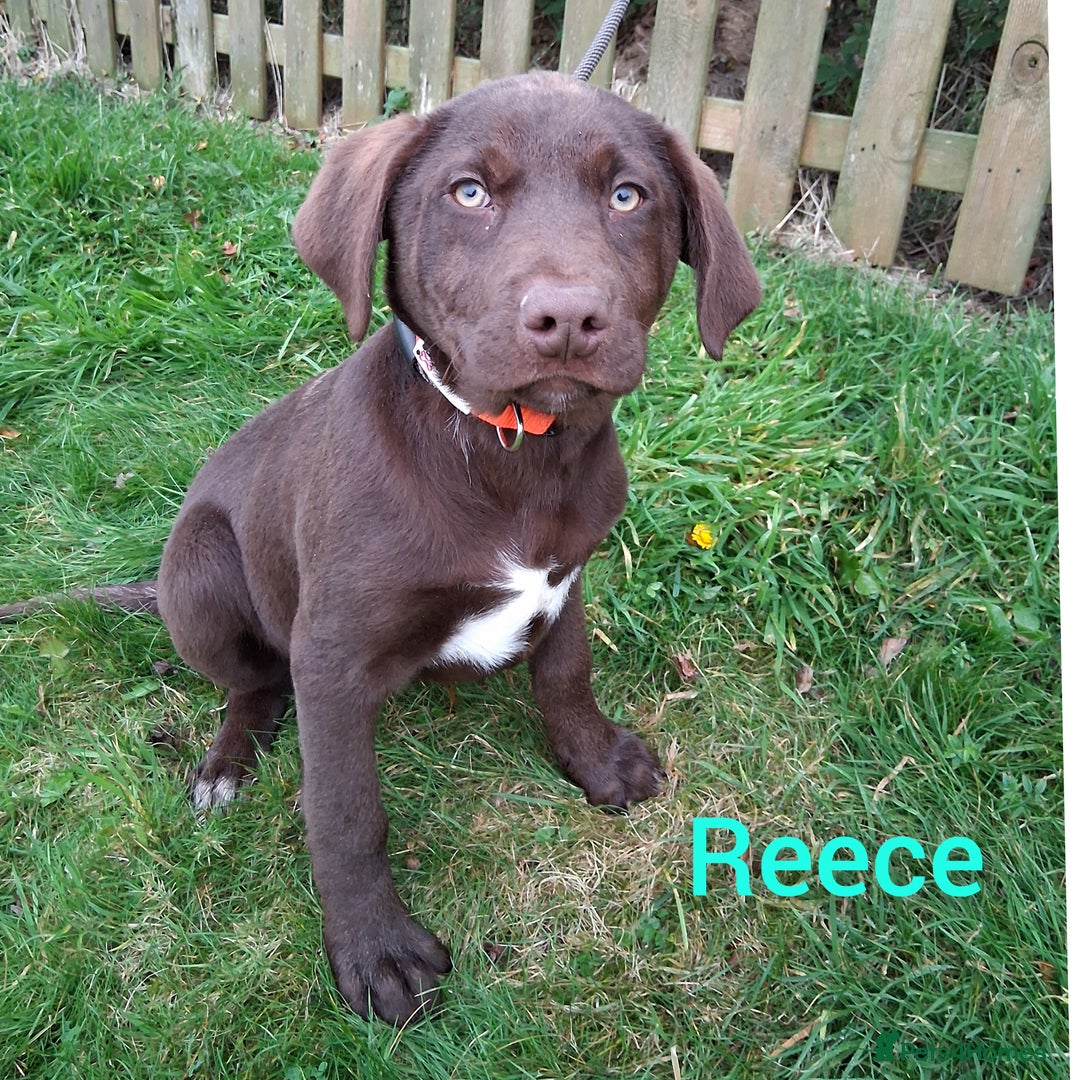 Borador dogs for sale: 2 Chocolate and White Boys available  - Image 3