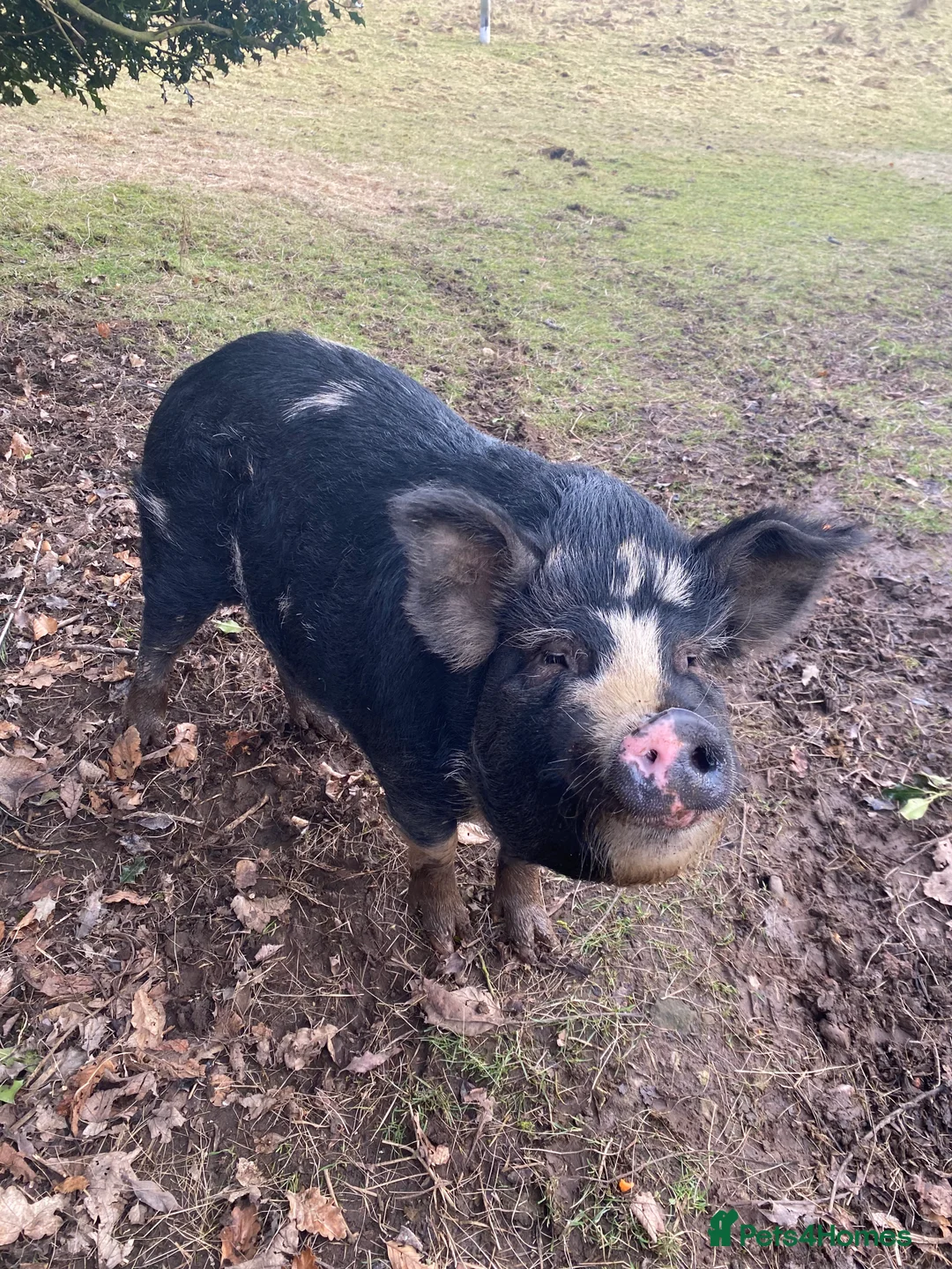 Pig livestock for sale: Pure bred kune kune sow  - Advert 1