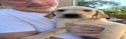 Labrador Retriever dogs for sale: Kind Natured Loving Boy in Daventry - Advert 8