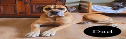Mixed Breed dogs for sale: Chunky Silver Daniff Pups-Exceptional Temperament in Insch - Advert 5