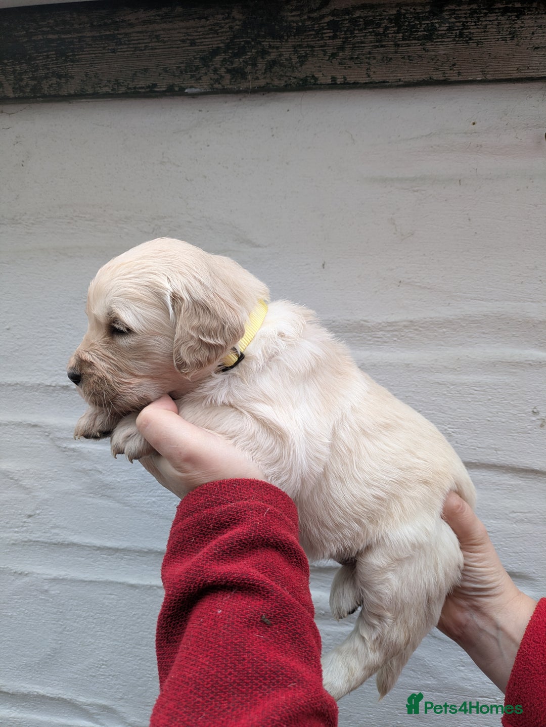 Golden Retriever dogs for sale: KC Top quality golden retrievers - Advert 13