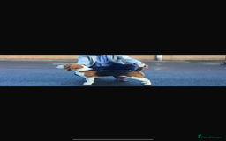 Beagle dogs for sale: KC REGISTERED SHOW TUOE BEAGLE PUPPIES  - Image 6