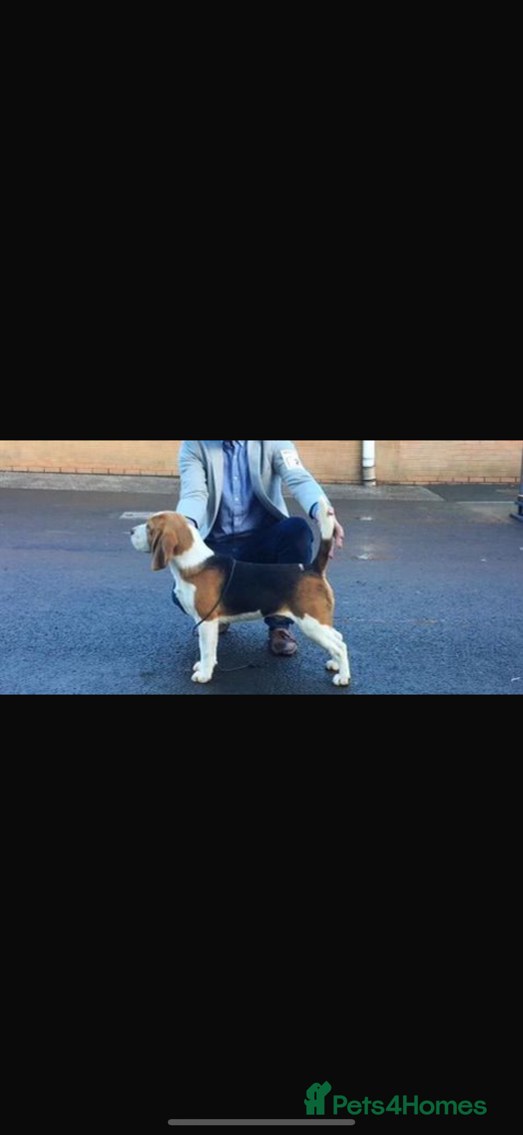 Beagle dogs for sale: KC REGISTERED SHOW TUOE BEAGLE PUPPIES  - Image 6