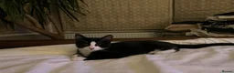 Domestic Shorthair cats for sale: 4 Beautiful Kittens Ready for their Forever Homes - Advert 31