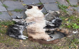 Perdoll cats for sale: Ragdoll cross kitten (all available)😻 - Image 13