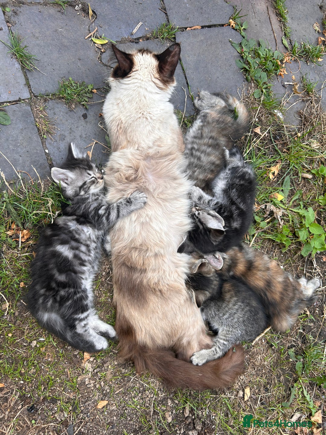 Perdoll cats for sale: Ragdoll cross kitten (all available)😻 - Image 13