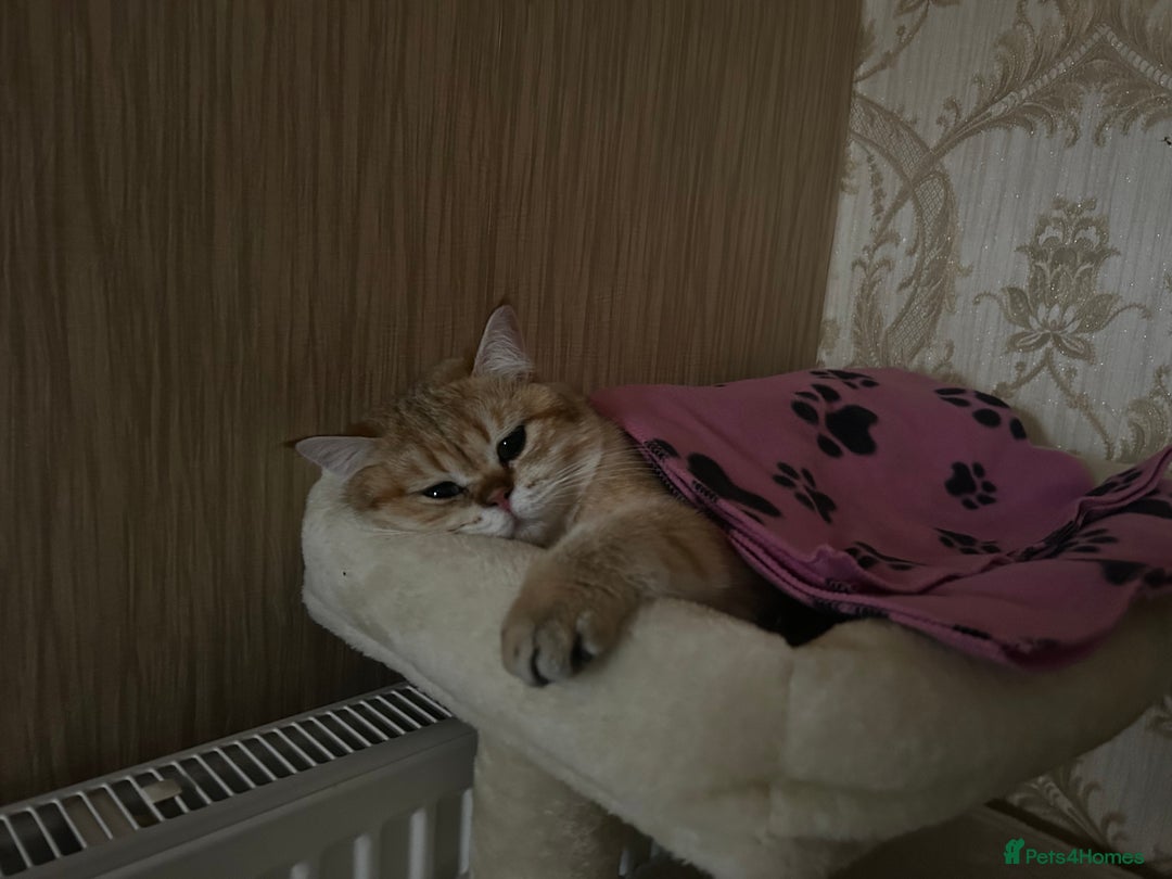 British Shorthair cats for sale: Male Golden British Shorthair  - Image 2