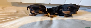 Miniature Dachshund 2