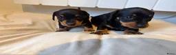 Miniature Dachshund dogs for sale: Black and Tan beautiful miniature dachshunds - Advert 4
