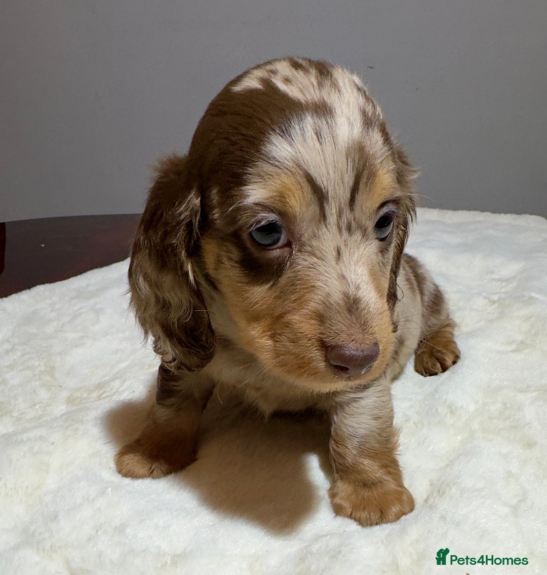 Miniature Dachshund dogs for sale: Dachshund miniature long hair - Advert 18