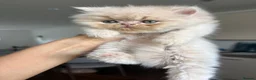 Persian cats for sale: Beautiful Persian kittens - Advert 15