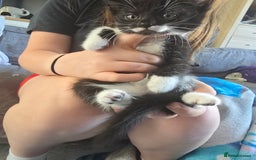 Domestic Shorthair cats for sale: 2 female kittens - Image 6
