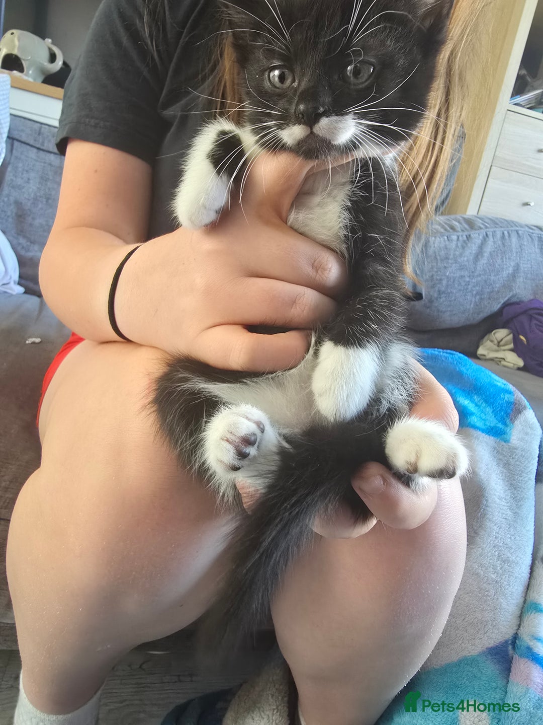 Domestic Shorthair cats for sale: 2 female kittens - Image 6