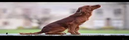 Cocker Spaniel dogs for sale: OFTW Kc working cocker spaniel pups  - Advert 13