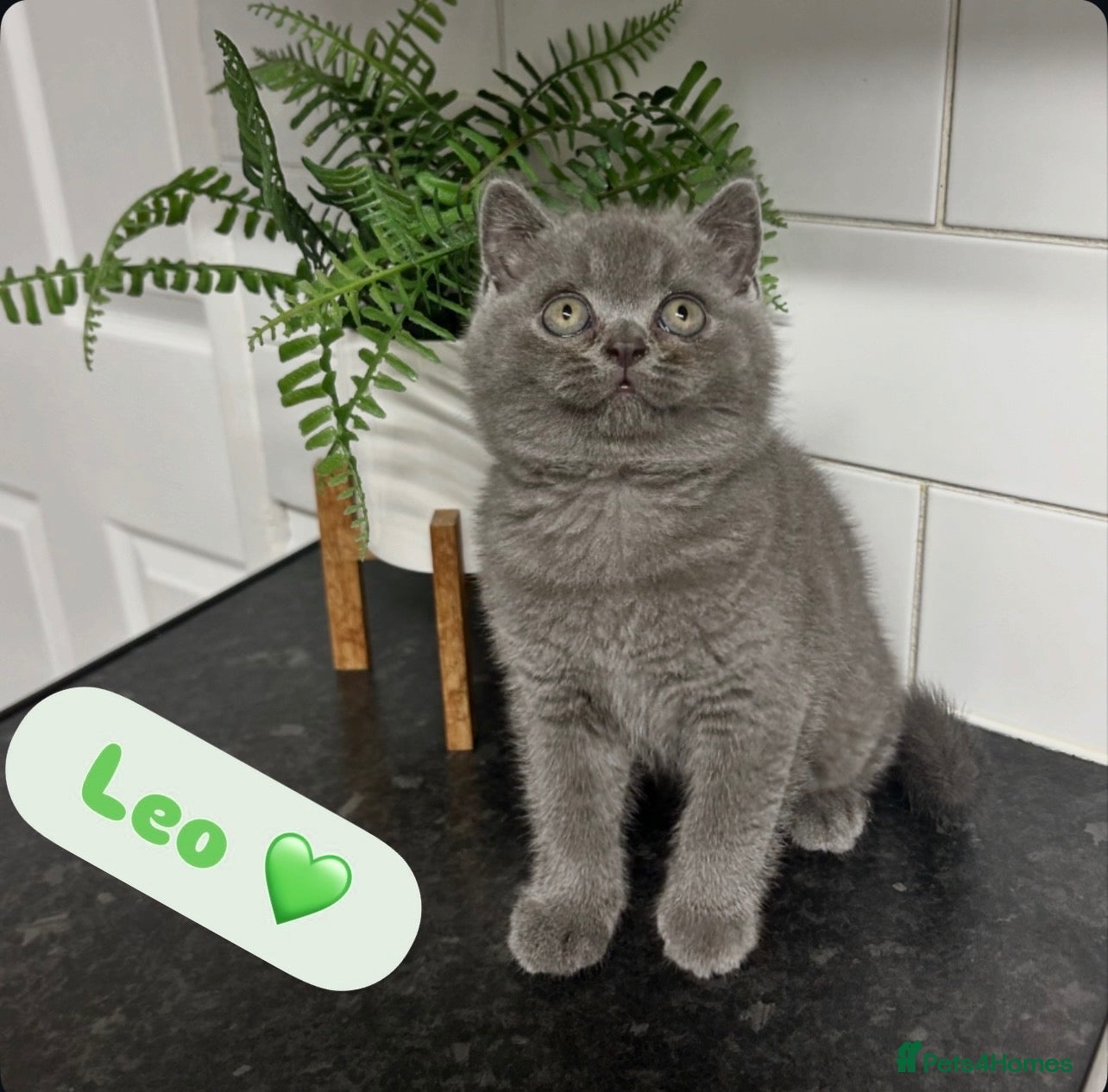 British Shorthair cats TICA/GCCF Registered British Shorthair Kittens - Advert 2