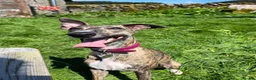 Whippet dogs for sale: Outstanding Male Whippets - Advert 17