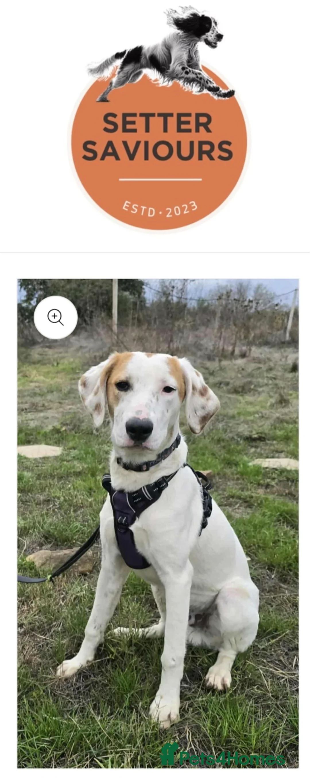 English Setter dogs for adoption: Ross! - Advert 1