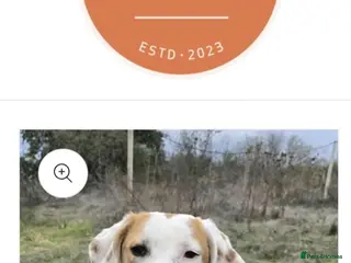 English Setter dogs Ross! - Advert 2