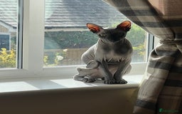 Sphynx cats for sale: Sphynx kitten Male - Image 8