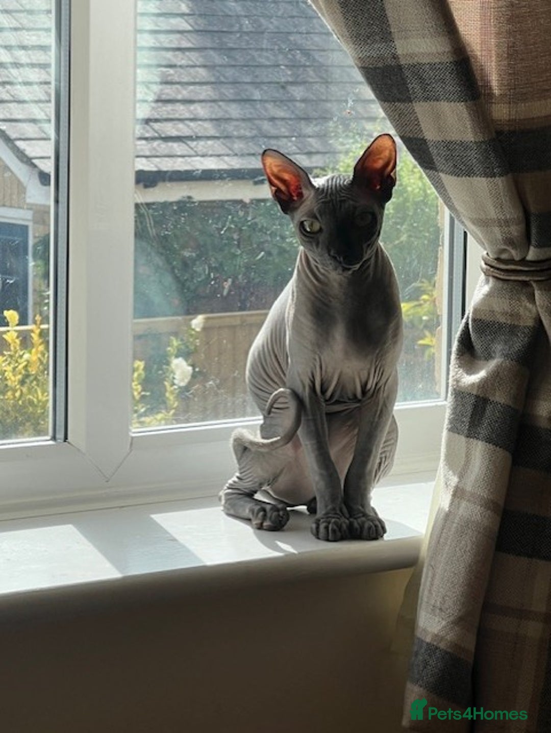 Sphynx cats for sale: Sphynx kitten Male - Image 8