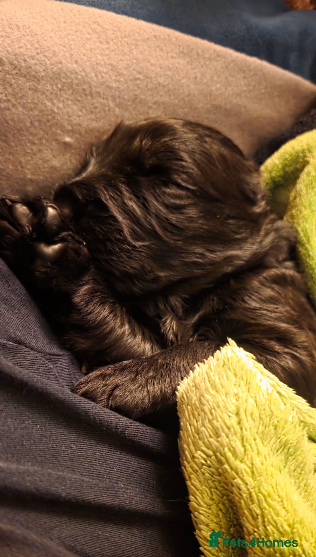 Russian Black Terrier dogs for sale: Russian Black Terrier  - Image 6
