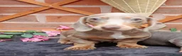 Miniature Dachshund dogs for sale: GORGEOUS LITTLE MAN READ ADVERT PLEASE - Advert 5