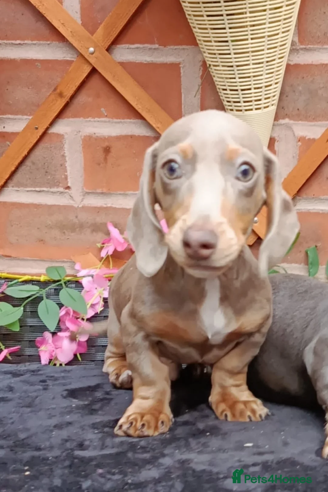 Miniature Dachshund dogs for sale: GORGEOUS LITTLE MAN READ ADVERT PLEASE - Advert 5