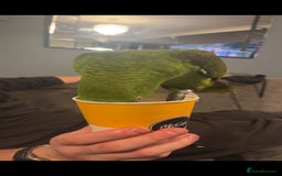 Parrots birds for sale: Yelow nape amazon - Image 8