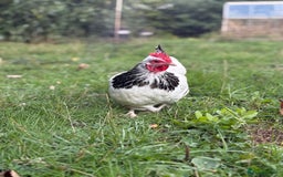 Chickens poultry for sale: Light Sussex Bantam Pair  - Image 3