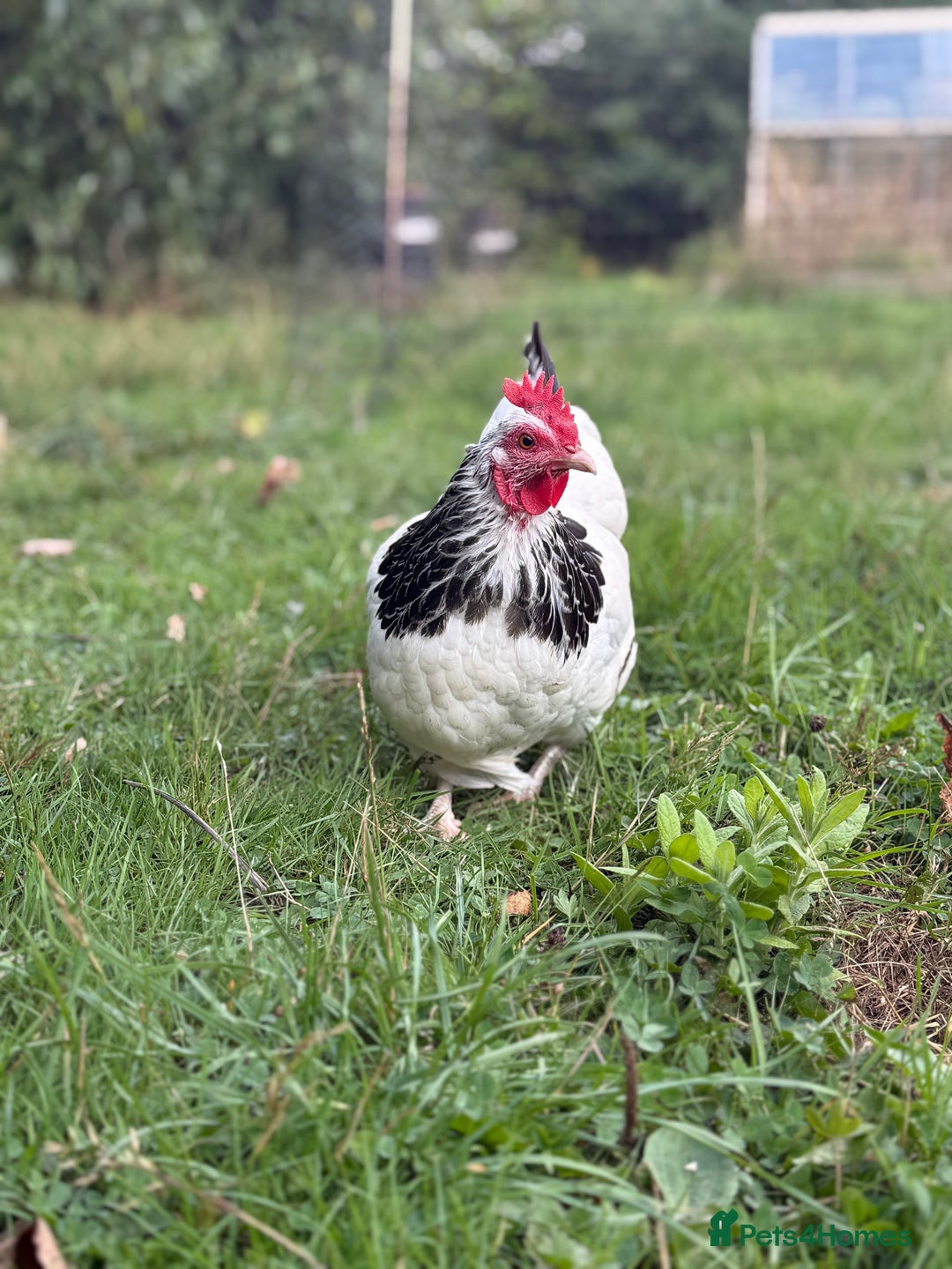 Chickens poultry for sale: Light Sussex Bantam Pair  - Image 3